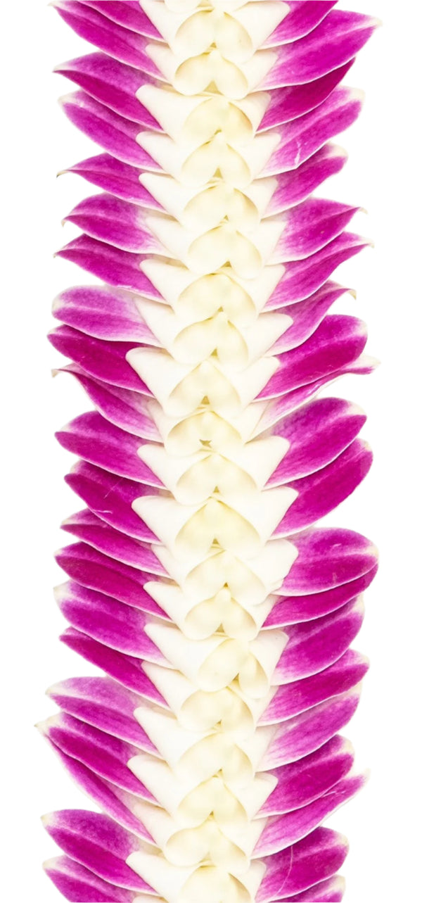 Close-up of a deluxe orchid lei showing soft, feather-like purple orchid edges and a tightly braided white orchid center, highlighting the texture and contrast against a white background.