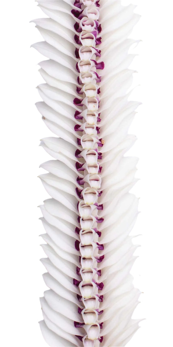 Close-up of a flat white orchid lei showing hidden purple accents nestled in the middle, highlighting the layered petals perfect for wedding occasions.
