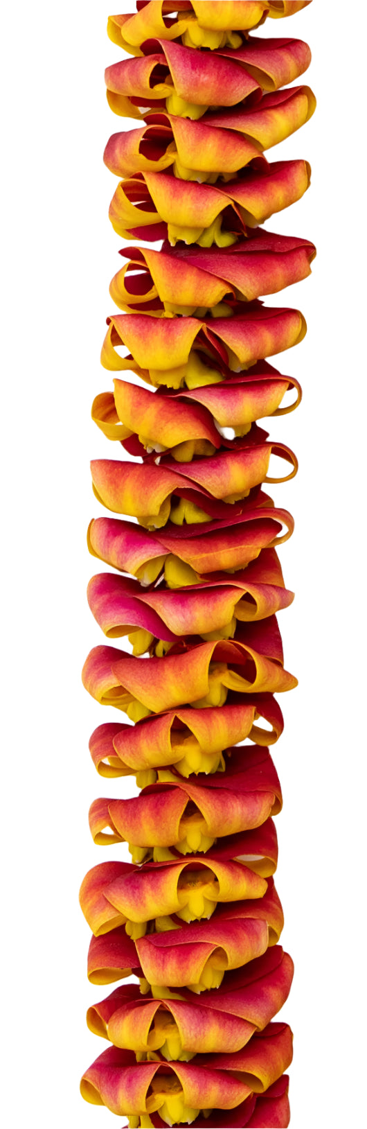 Close-up of a premium orchid lei featuring petals tinted in a gradient from red to orange to yellow, evoking the look of a puakenikeni lei.