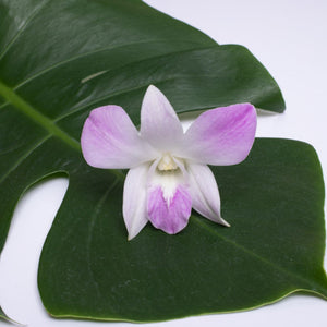 Single sakura orchid bloom resting on a green monstera leaf.