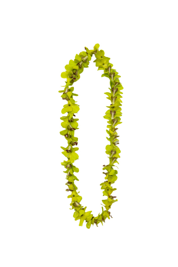 Classic single-strand lei made of all jade green orchids.