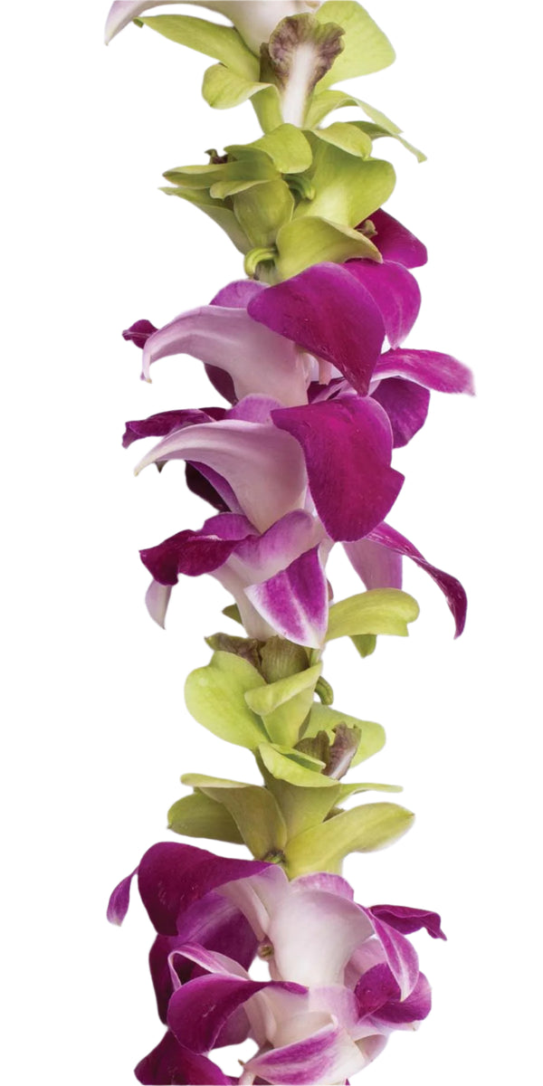 Close-up of a single-strand orchid lei featuring alternating green and purple orchids, highlighting the simple yet elegant design.