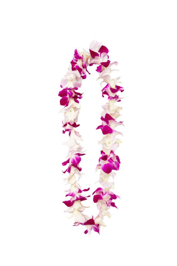 Classic single-strand lei made of alternating  purple and light pink orchids.