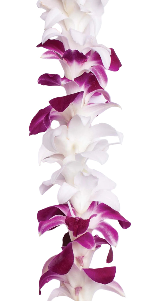 Close-up of a single-strand orchid lei showcasing the alternating white and purple blossoms in a simple, elegant pattern.
