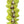 Classic single-strand lei made of all jade green orchids.
