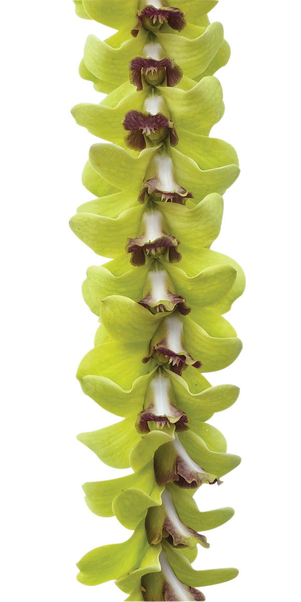 Classic single-strand lei made of all jade green orchids.