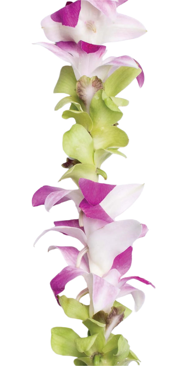 Close-up of a classic single-strand lei made of alternating  jade green and light pink orchids.