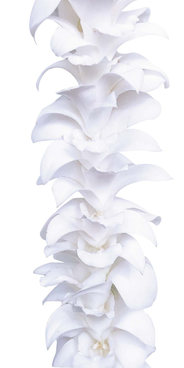Close-up of a classic single-strand lei made of all white orchids.