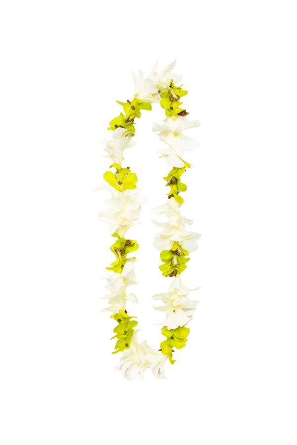 Classic single-strand lei made of alternating  jade green and white orchids.