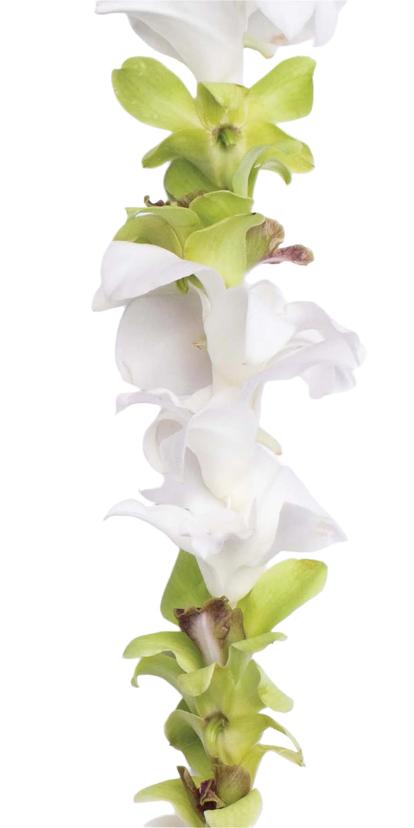 Close-up of a classic single-strand lei made of alternating  jade green and white orchids.