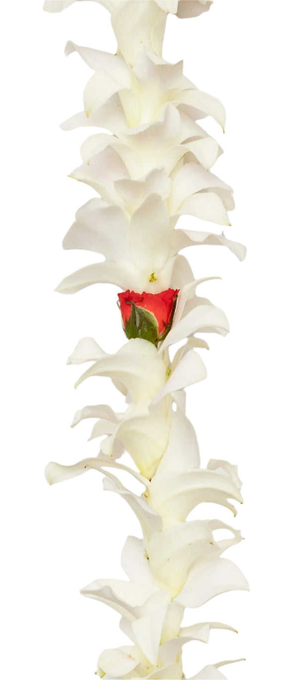 Close-up of a classic single-strand lei made of white orchids and a small red rose.