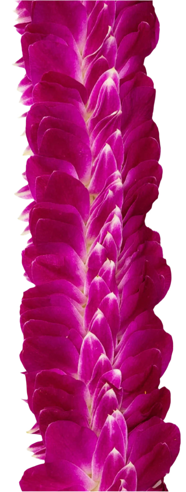 Close-up of the layered purple orchid lei, showing the dense arrangement of petals that create a flat, full shape. The detail highlights the vibrant purple tones and craftsmanship perfect for graduation ceremonies.