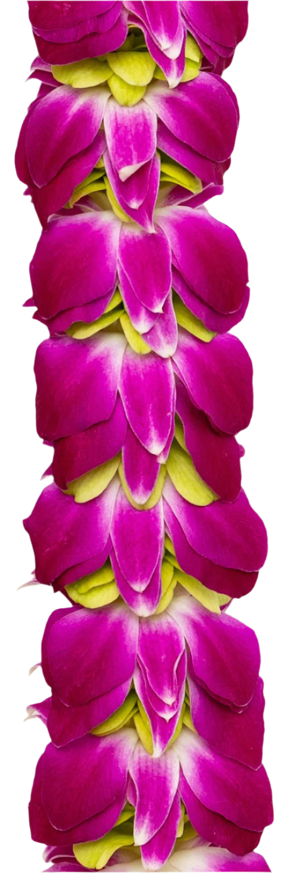 Close-up of the layered purple and jade green orchid lei, showing the dense arrangement of petals that create a flat, full shape. The detail highlights the vibrant purple and green tones and craftsmanship perfect for graduation ceremonies.