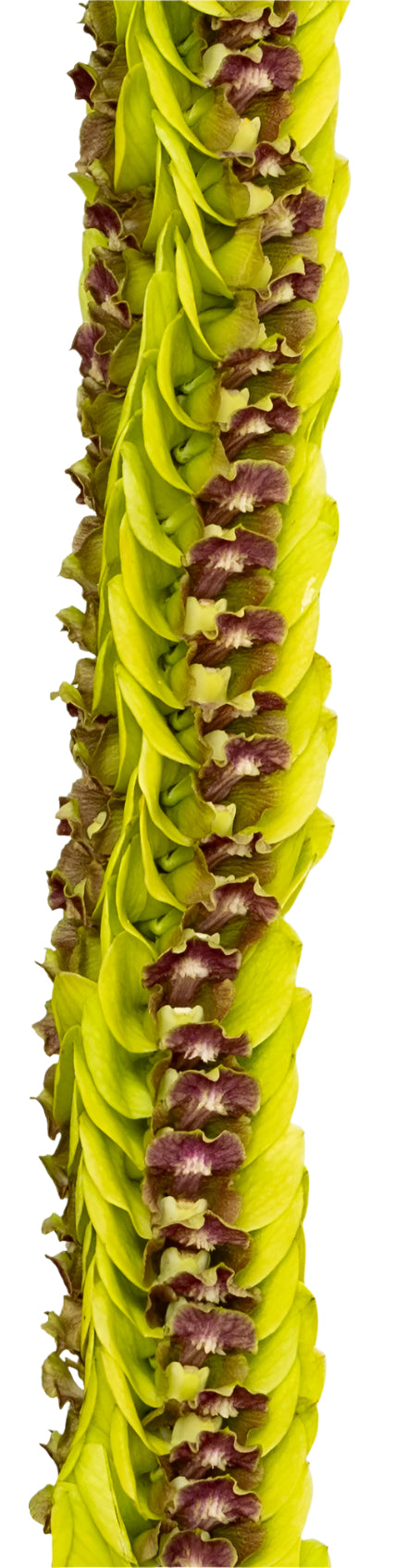 Close-up of a lei composed entirely of jade orchids with dark purple centers, highlighting the color contrast and texture against a white background.