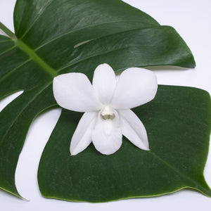 A single white Dendrobium orchid bloom placed on a large green monstera leaf against a white background.