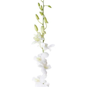 A single stem of a White Dendrobium Orchid with multiple pure white blooms.