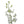A single stem of a White Dendrobium Orchid with multiple pure white blooms.